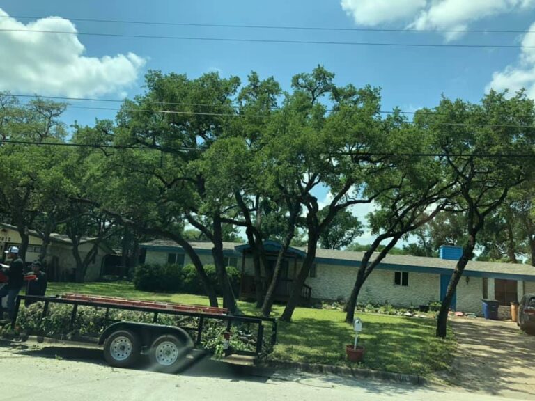 tree maintenance service San Antonio TX