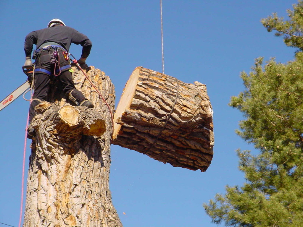 arborists Austin TX