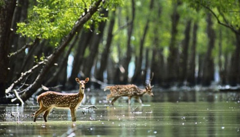 Sundarban tour operator