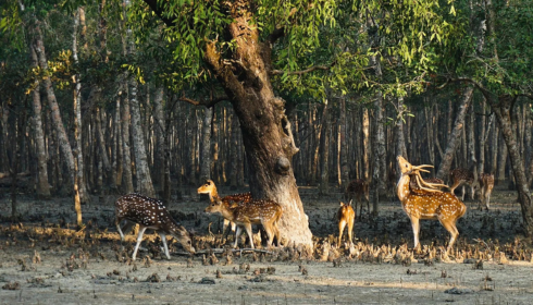 sundarban tour package